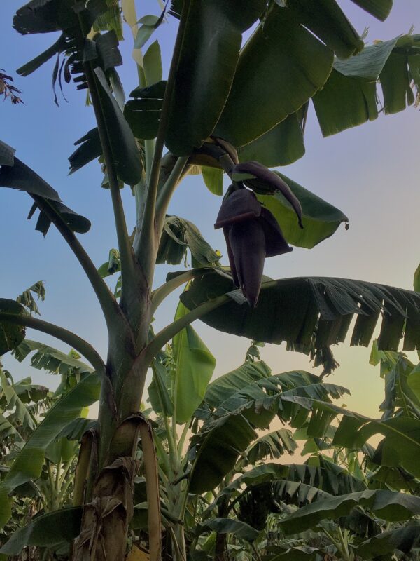 Matooke Tree Sunrise - T-shirt